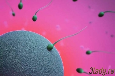 Ученым удалось изобрести женскую сперму