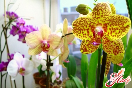Для орхидей (да и для других комнатных растений) рекомендуется использовать мягкую или умеренно жесткую воду.