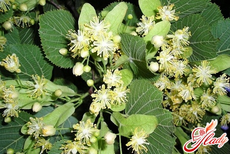 ������� ������� �����